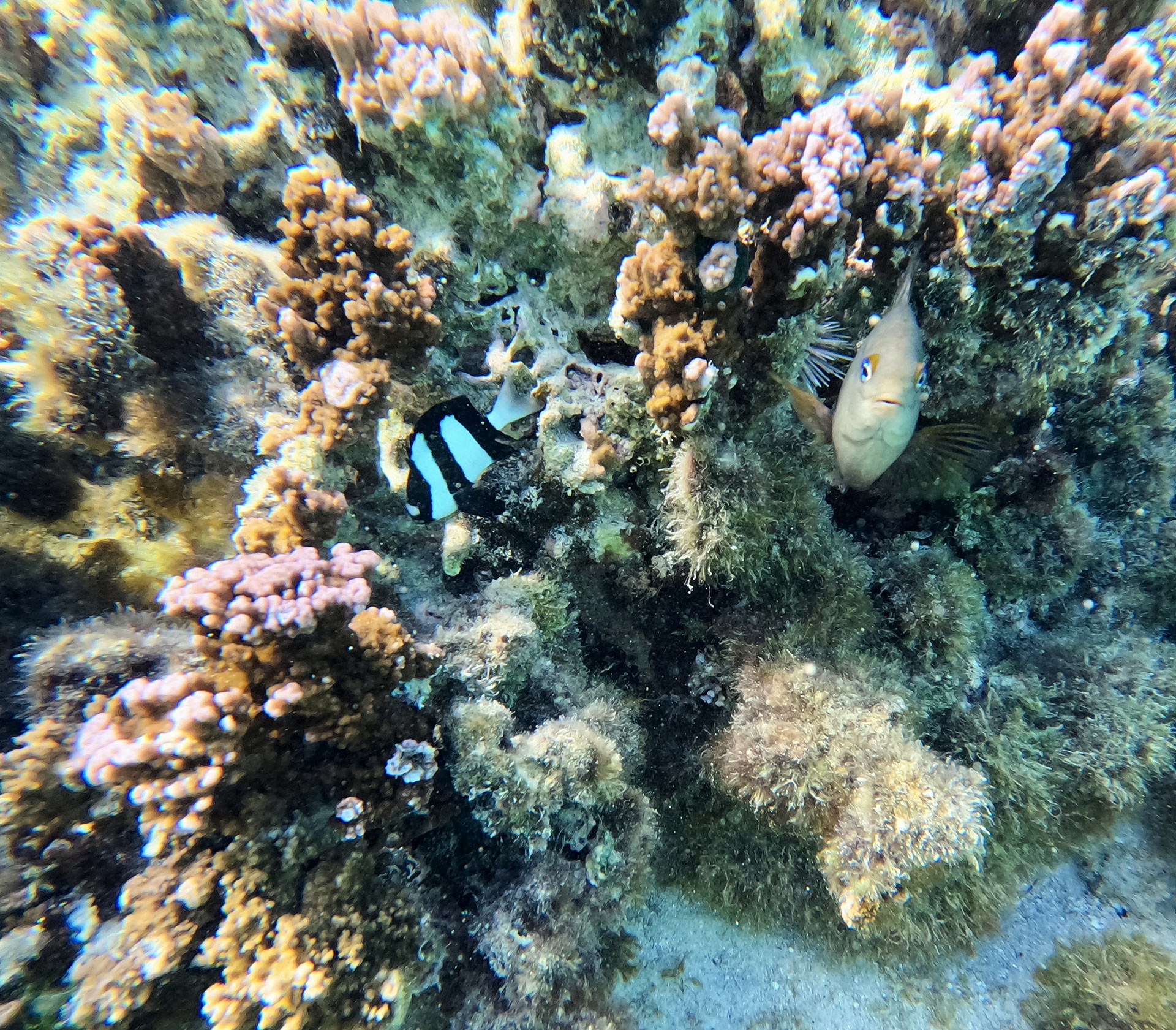 Moorea