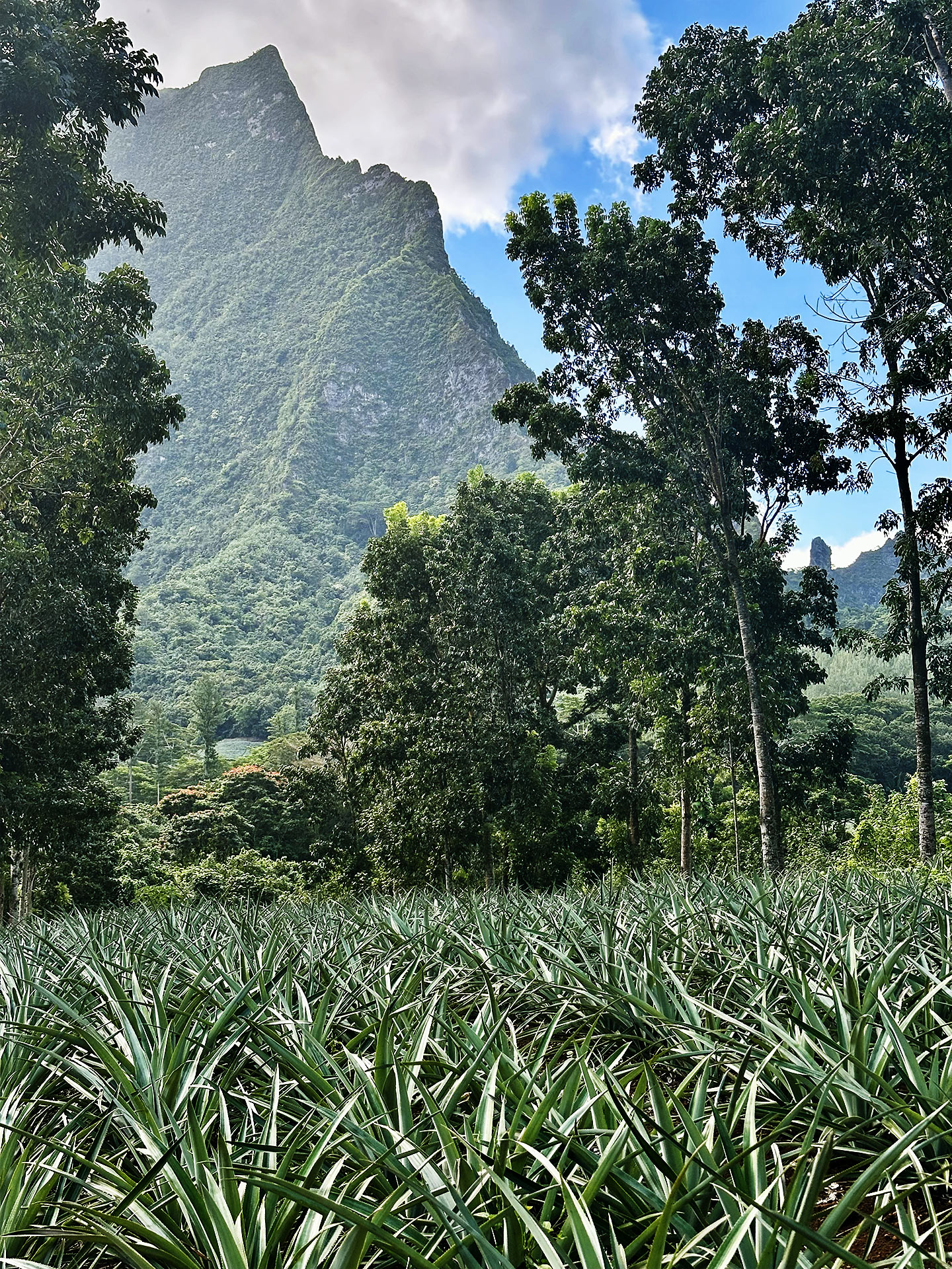 Moorea