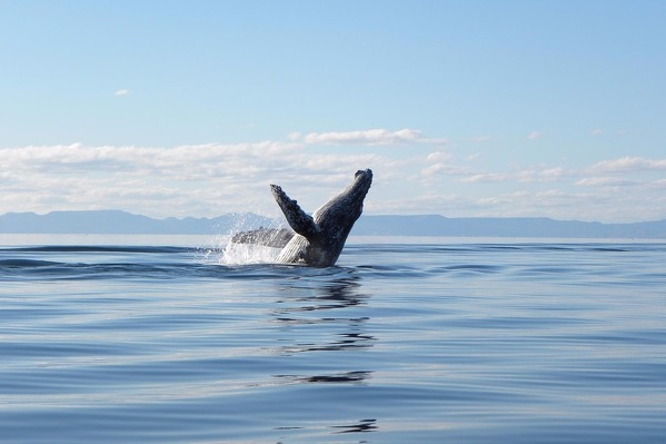 10. den - úterý 13.2. – pozorování velryb