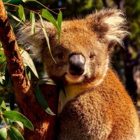Západní Austrálie - zlaté safari v Oceánii s Petrem Čermákem