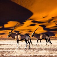 Namibie s Richardem Marksem