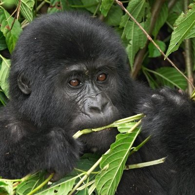 Do Ugandy (nejen) za gorilami s Richardem Marksem
